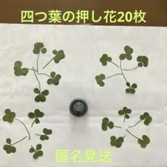 四つ葉の押し花20枚　四つ葉のクローバー　2025年7月　ハンドメイド　匿名発送