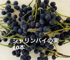シャリンバイ　濃い黒紫　リース　作品作りに。10枝　限定６セットまで。