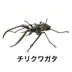 2025年最新】チリクワガタ 標本の人気アイテム - メルカリ
