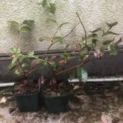 ブルーベリー苗 接木チャンドラー 2本