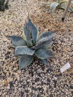 アガベ オバティサナシースター 成長おそいな😪 #agave #agavelife #agaveovatisana