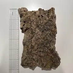 ビカクシダ コルク 流木 約30cm x 20cm 茶色