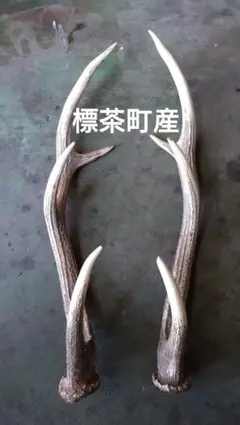 エゾ鹿角