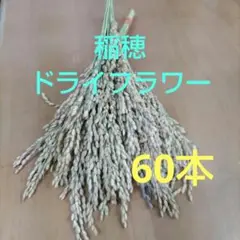 稲穂 ドライフラワー 60本(20本 3束)