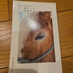 ここは安心な場所 植本一子