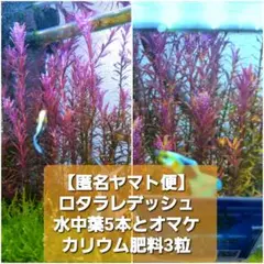 【匿名ヤマト便】水中葉 ロタラレディッシュ5本とオマケ