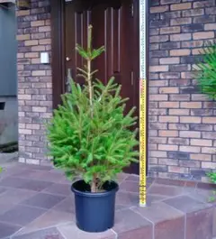 ドイツトウヒ 苗木 135cm❗ヨーロッパトウヒ クリスマスツリー コニファー 我が家の樹木図鑑～ ドイツトウヒ