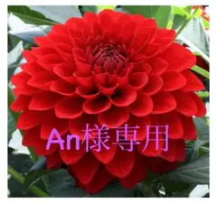 蛇腹ファイル