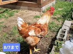 ボリスブラウン　有精卵　5個　8/7まで