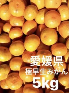 愛媛県 極早生みかん 柑橘 5kg