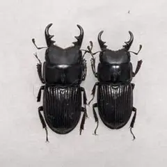サキシマヒラタクワガタ 標本 サキシマヒラタクワガタ♂標本 - メルカリ