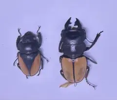 2025年最新】フェモラリスツヤクワガタの人気アイテム - メルカリ