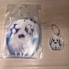 あのちゃん　ファンクラブ限定