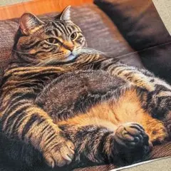 【おっちゃん猫♡クッションカバー】 可愛い　インテリ　45×45