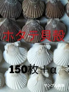 7【ホタテ☆貝殻】貝☆殻☆海☆浜☆沖☆砂☆マリン☆ビーチ☆加工☆工作☆薬味皿☆皿