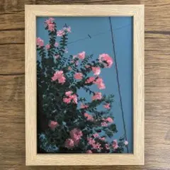 【原画】アクリル画　百日紅　A5