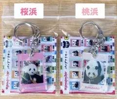 アドベンチャーワールド パンダ 限定ガチャ 桜浜 桃浜 アクリルキーホルダー