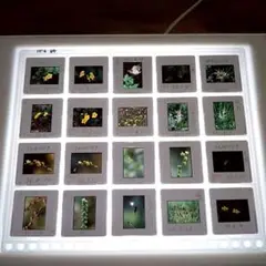 Item thumbnail for item bc02bd05-cdd2-469e-94d4-700e1c4870a8
