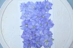 押し花千鳥草20枚