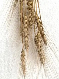 乾燥小麦の穂