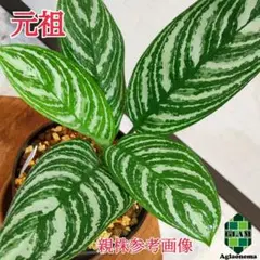 【極上個体!子株】アグラオネマ ニティドゥム カーティシー Aglaonema