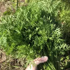 Item thumbnail for item 62958aea-9cf4-4dd9-aeaa-c526c84a4fc4