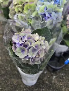 2025年最新】鬼木 紫陽花の人気アイテム - メルカリ
