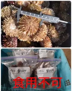 瀬戸内産　高級バフンウニ　冷凍釣り餌用 瀬戸内高級バフンウニ 冷凍釣り餌用