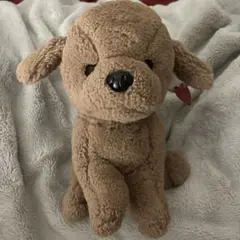 ぬいぐるみ 犬 Thisissocute 茶色 UFOキャッチャー 景品 大きめ