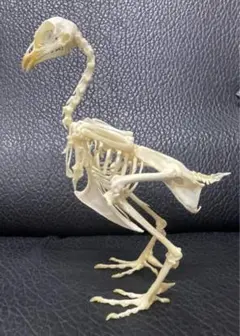 ニワトリ（セラマ種）全身骨格標本