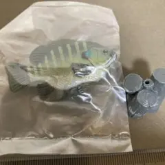 原色淡水魚図鑑ブルーギル