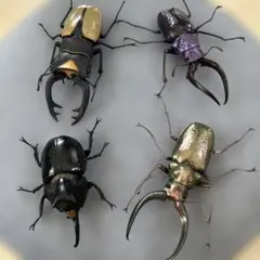 いきもの大図鑑　4つセット