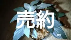 ホマロメナ /Homalomena sp. 赤鉄鉱
