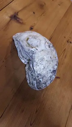 岩牡蠣