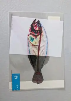 魚 クリアファイルセット