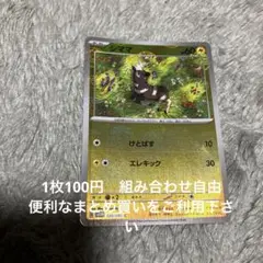 シママ　モンボレア　在庫1