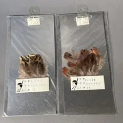 コウライキジ羽