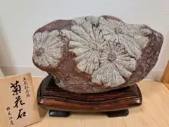 菊花石 23.4㎏ 根尾谷産 天然記念物