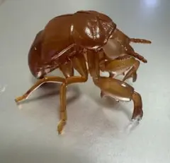昆虫くじ　一番くじ　セミの抜け殻　アブラゼミ幼虫