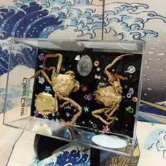 稀少レア平家蟹科凹凸立体リアル鬼面蟹横幅２２X１６X３、５センチ標本コレクション 稀少レア平家蟹科凹凸立体リアル鬼面蟹横幅22X16X3、5