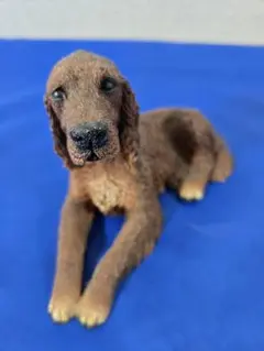 イタリア　カスターニャ社 犬置物