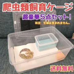 レオパ飼育5点セット 爬虫類 ヒョウモントカゲモドキ レオパードゲッコー