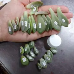 多肉植物葉挿し、桜牡丹、白牡丹、月下美人、淡雪など