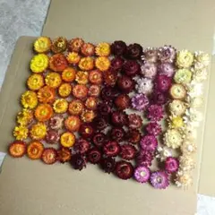 ドライフラワー　ヘリクリサム　ヘッド90輪　花材