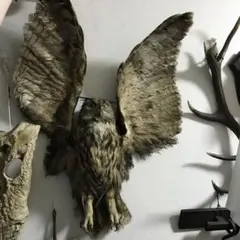 2025年最新】フクロウ剥製の人気アイテム - メルカリ
