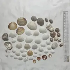 貝殻セット約60個