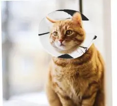 新品未使用　一点限り　犬　猫　抗なめ防止　快適首輪 ソフト素材抗菌/サイズ調整