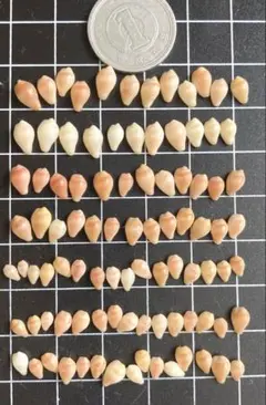 天然貝殻　素材　小さい貝殻のアソート