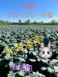 Item thumbnail for item 5954f8e1-c86f-4b4e-8985-dab461f3b2d1