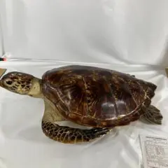 タイマイ   剥製    全長 50cm 2025年最新】タイマイ剥製の人気アイテム - メルカリ